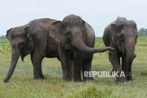 Petani Tewas Diinjak Gajah Nyasar